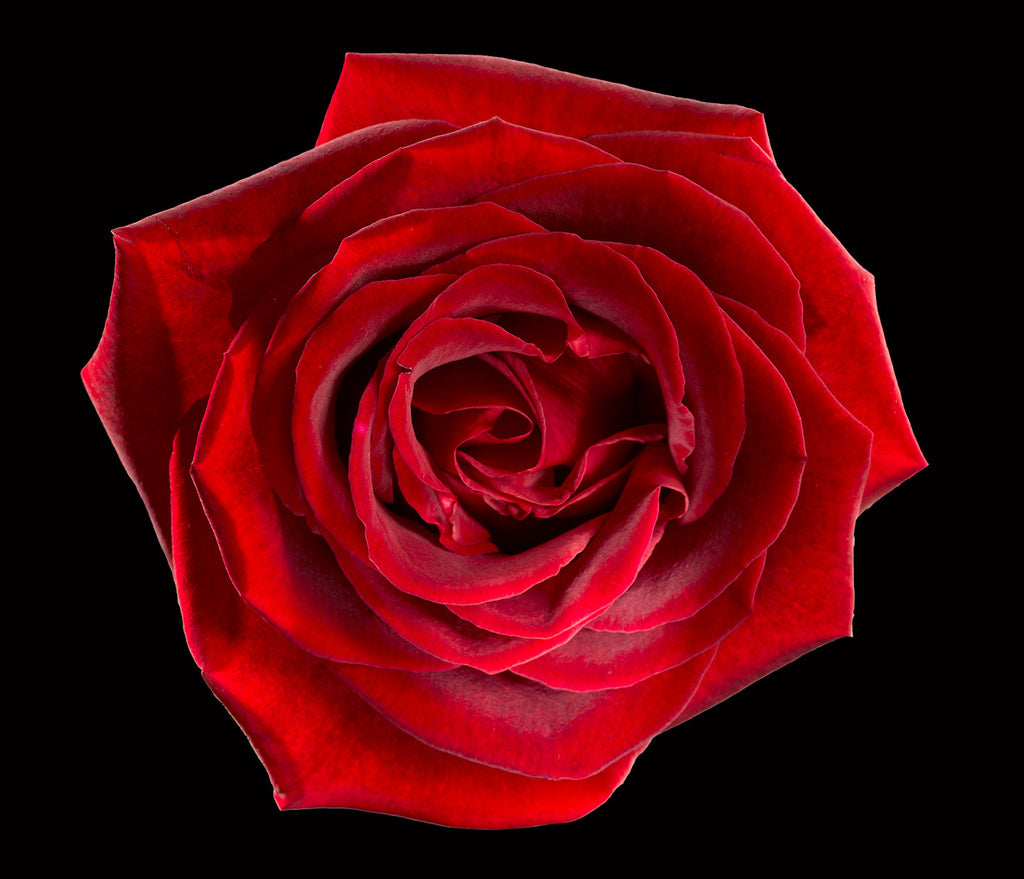 “If roses are about love...”