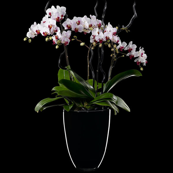 Deux Couleur – Bloom Flowers