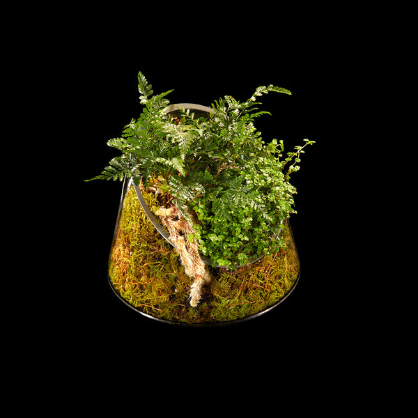 Lé Terrarium | Bloom Flowers