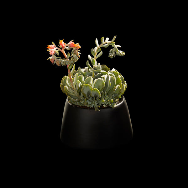 Succulent exotique | Bloom Flowers