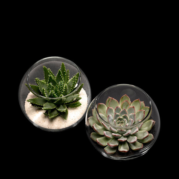 Bloom Flowers – Succulent Globes