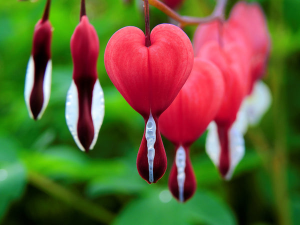 Pride Month – What's Important... – Bloom Flowers