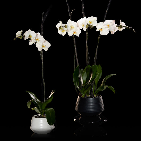 Classique Phalaenopsis – Bloom Flowers