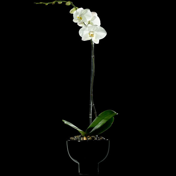 Classique Phalaenopsis – Bloom Flowers