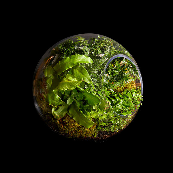 Lé Terrarium Rond | Bloom Flowers