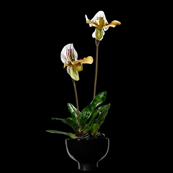 Slipper Orchids - Bloom Flowers