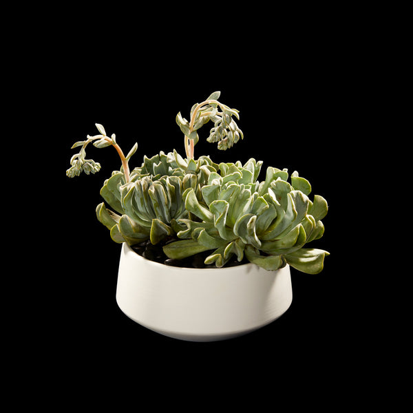 Succulent exotique | Bloom Flowers